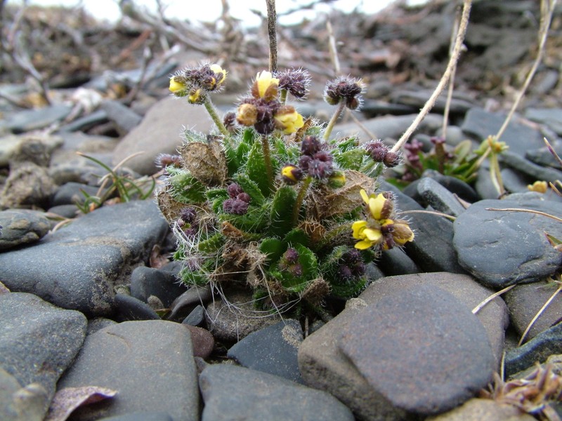 Fewflower Draba