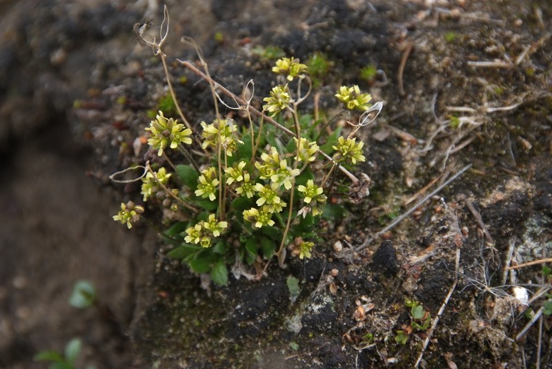 Fewflower Draba photo 2