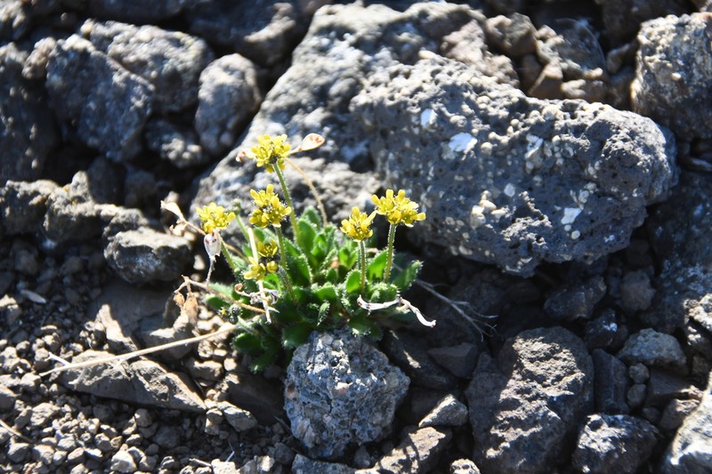 Fewflower Draba photo 3