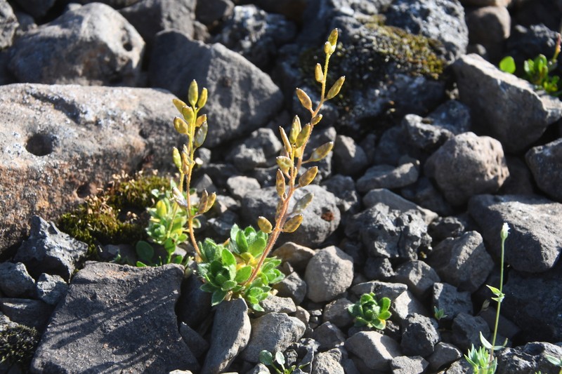 Fewflower Draba photo 4