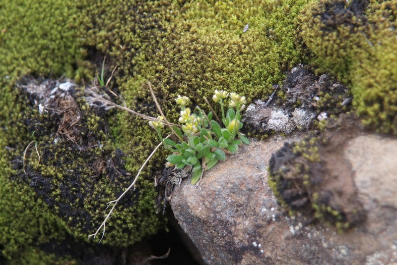 Fewflower Draba photo 5