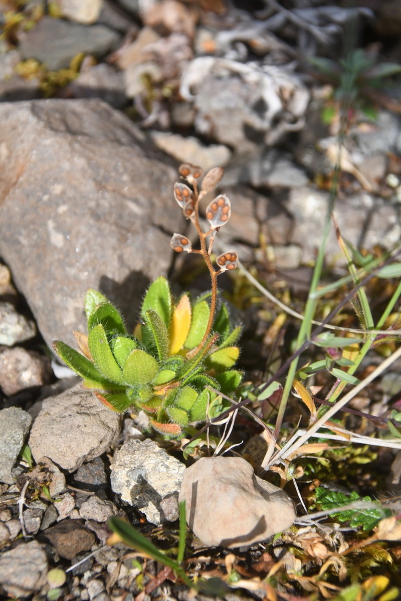 Fewflower Draba photo 6