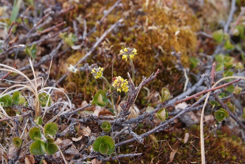 Fewflower Draba photo 7