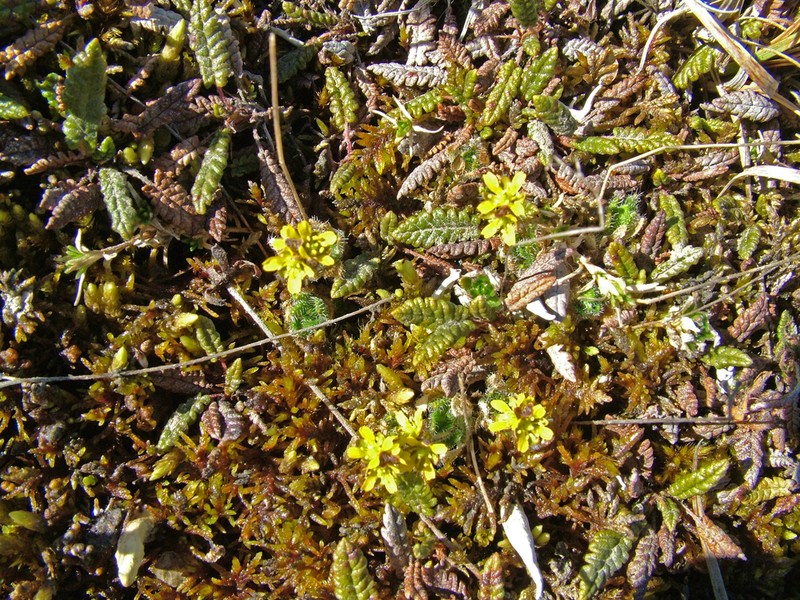 Fewflower Draba photo 8