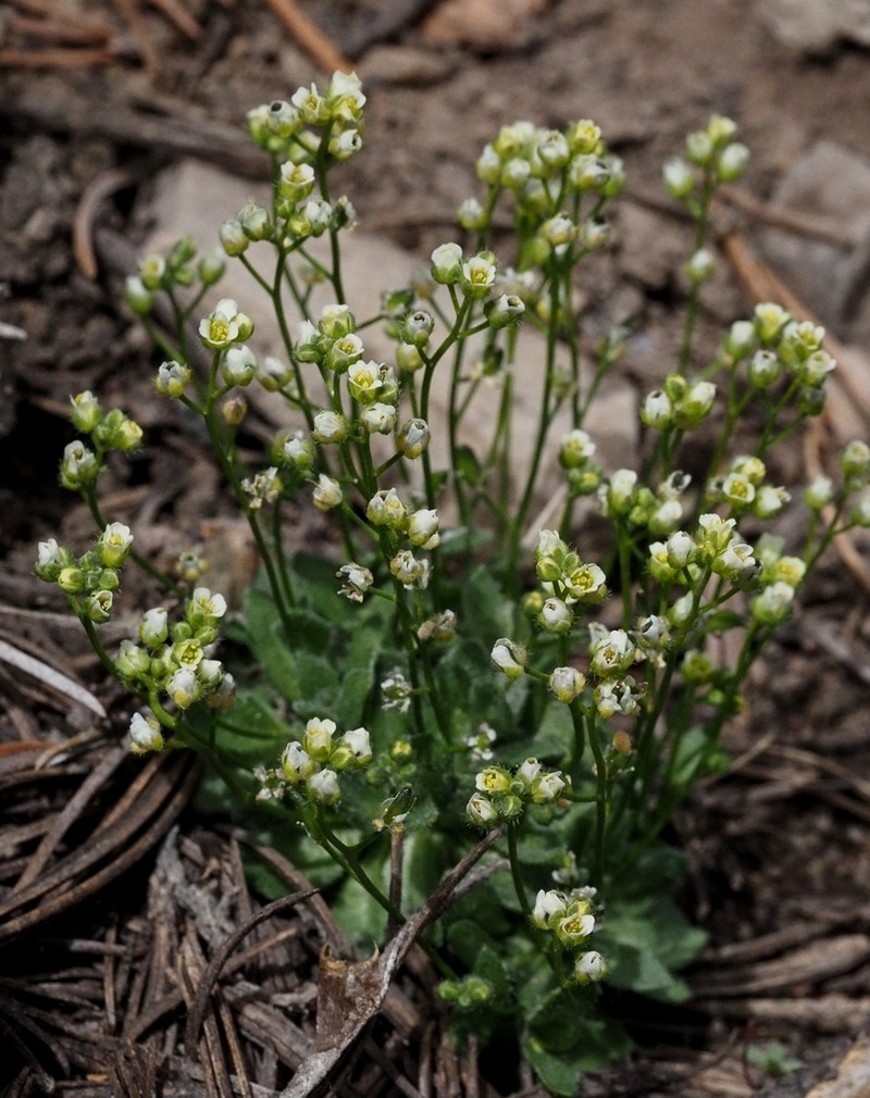 Charleston Mountain Draba