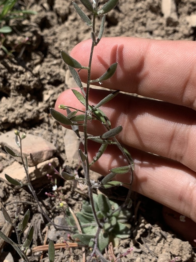 Charleston Mountain Draba photo 2
