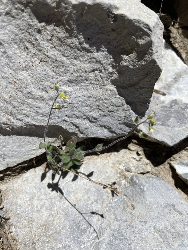 Charleston Mountain Draba photo 3
