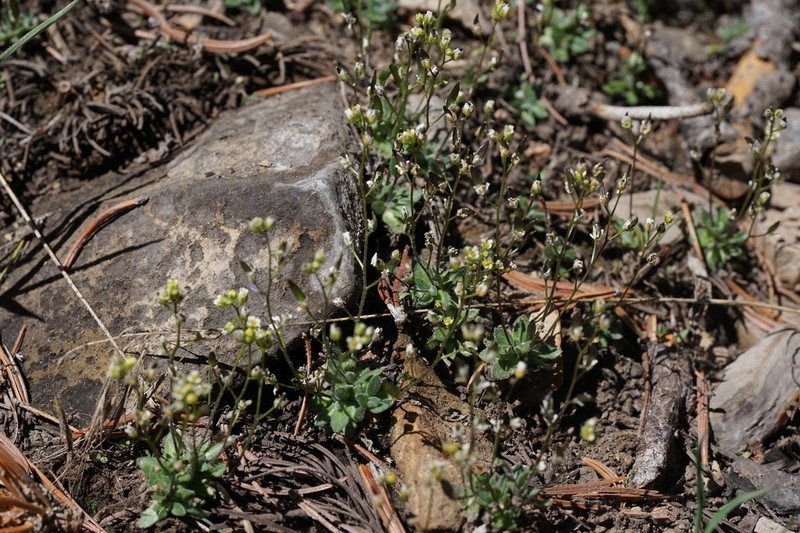 Charleston Mountain Draba photo 4