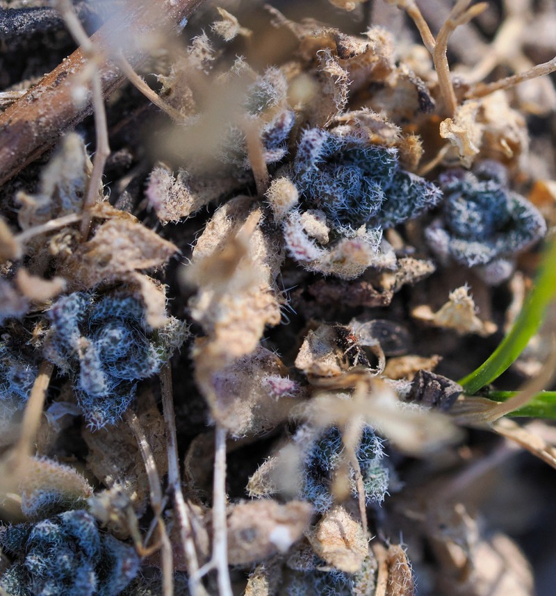 Charleston Mountain Draba photo 5