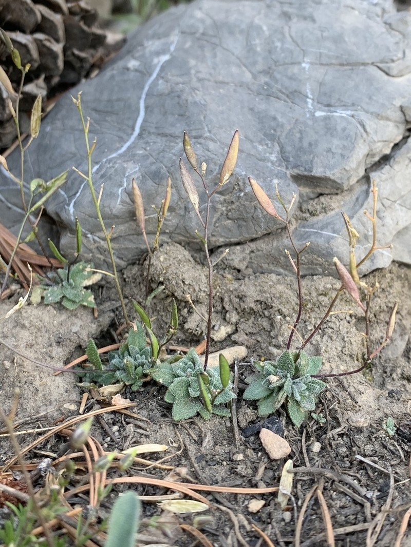 Charleston Mountain Draba photo 6