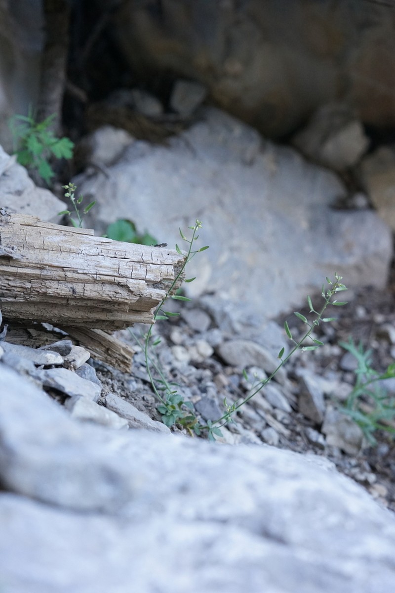 Charleston Mountain Draba photo 7