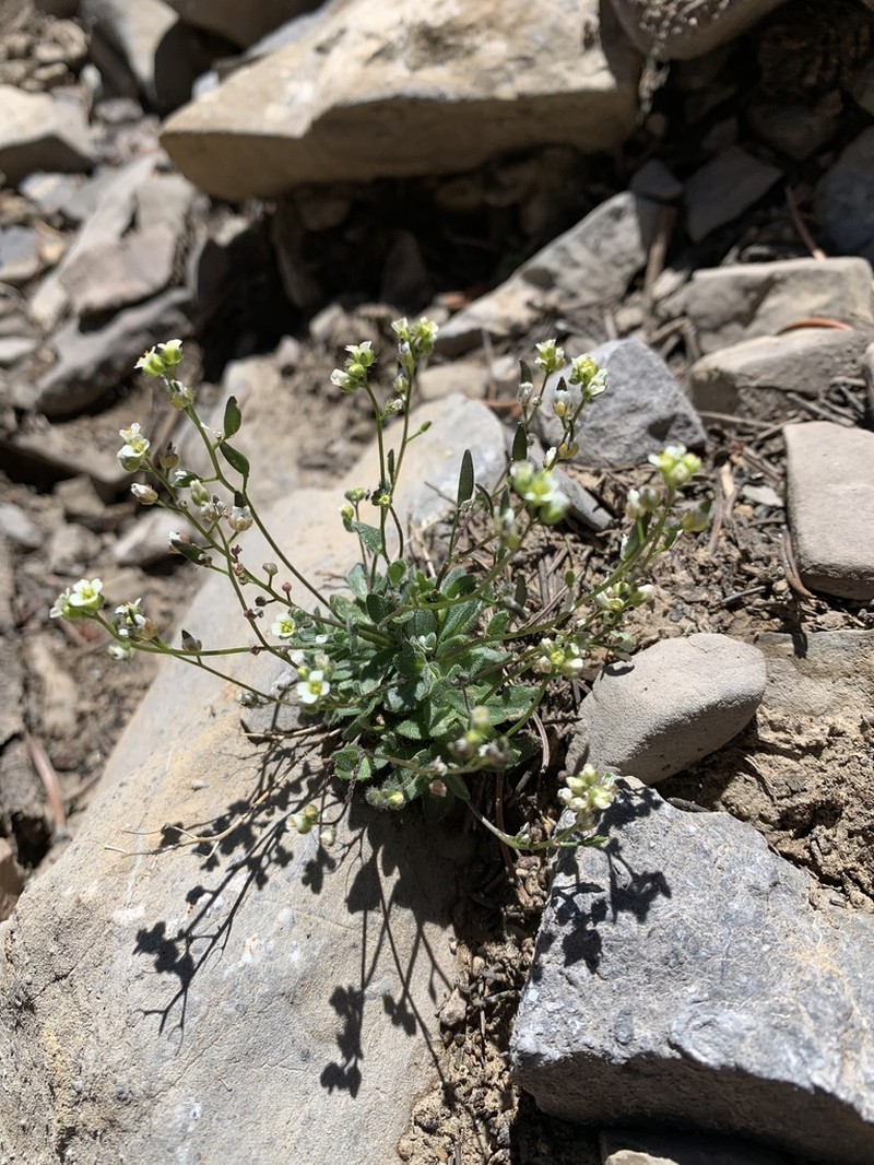 Charleston Mountain Draba photo 8