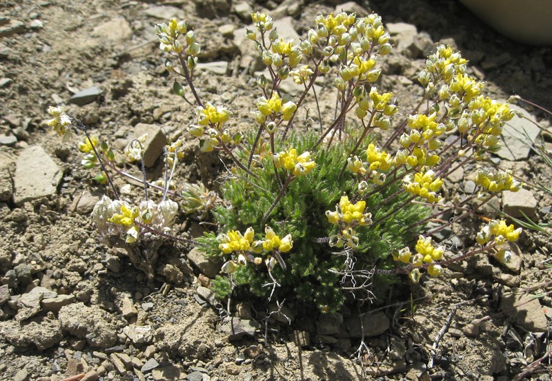 Payson'S Draba
