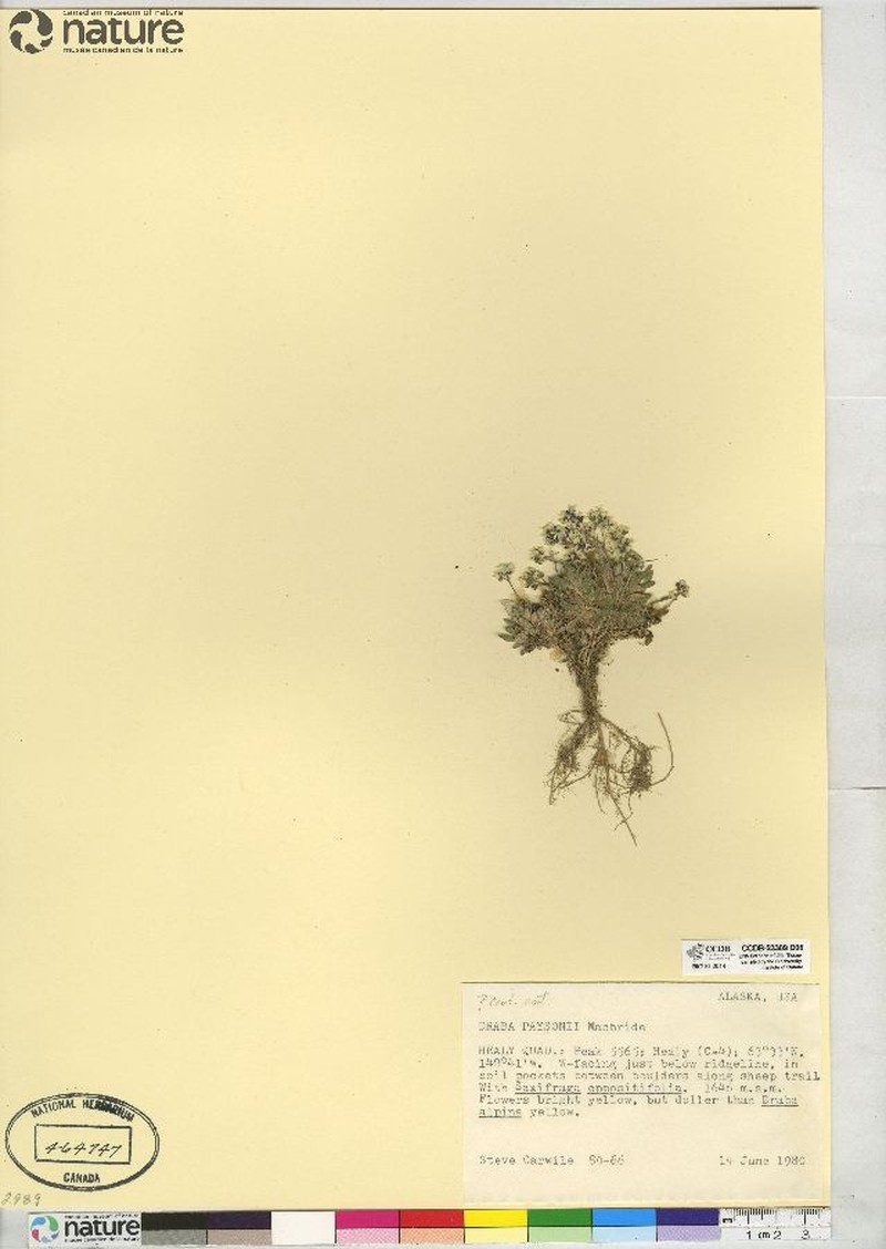 Payson'S Draba photo 2