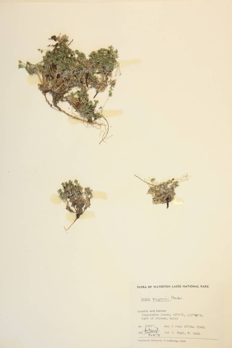 Payson'S Draba photo 3