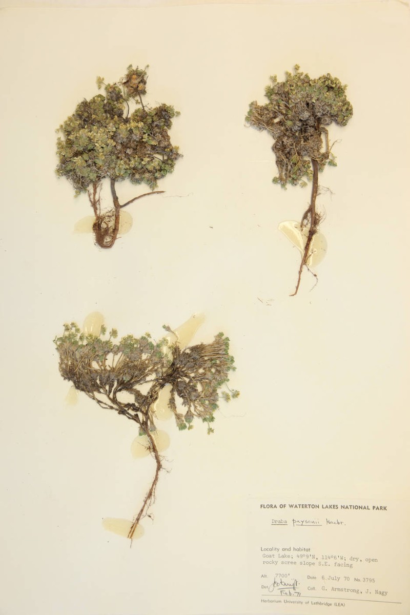 Payson'S Draba photo 4