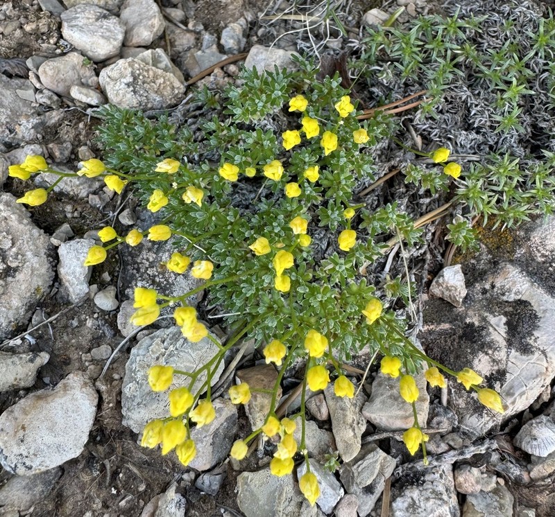 Draba pectinipila photo 2
