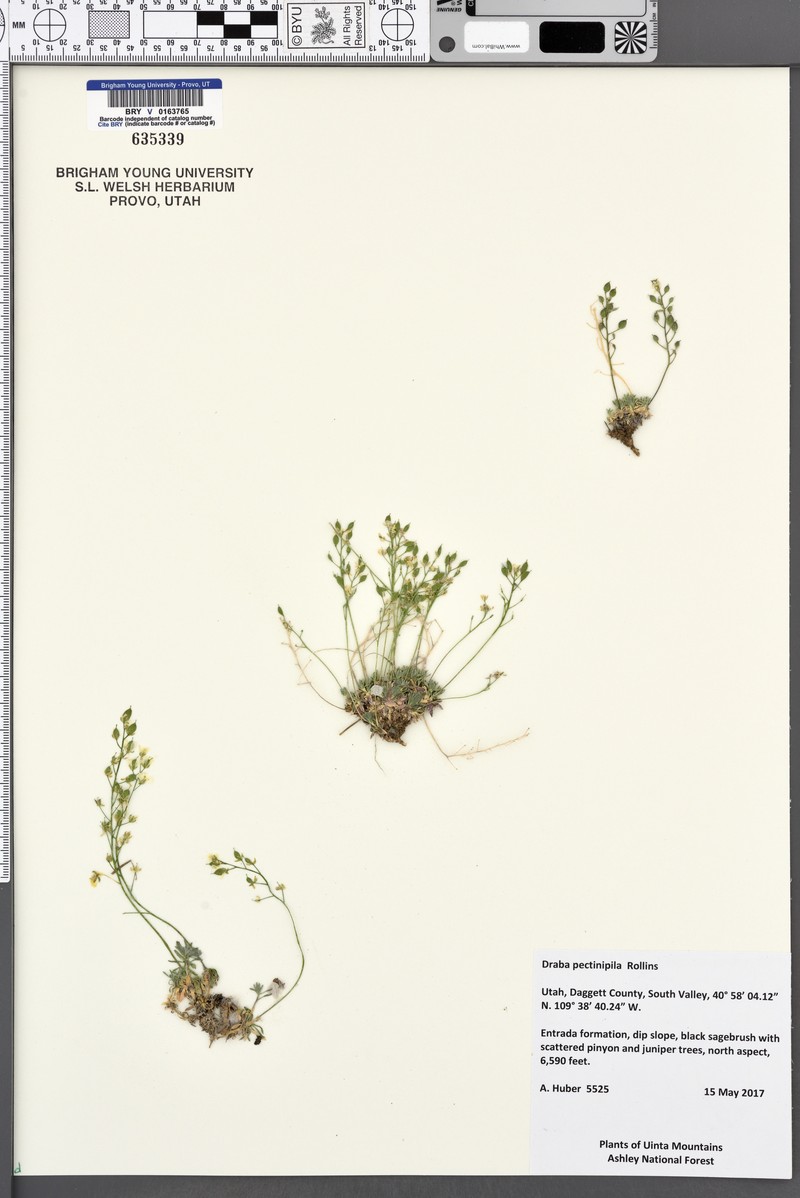Draba pectinipila photo 4