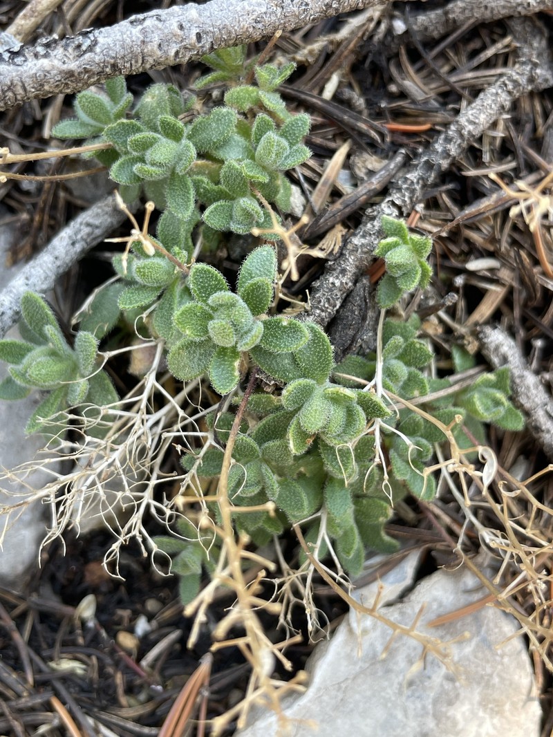 Cusick's Draba photo 4