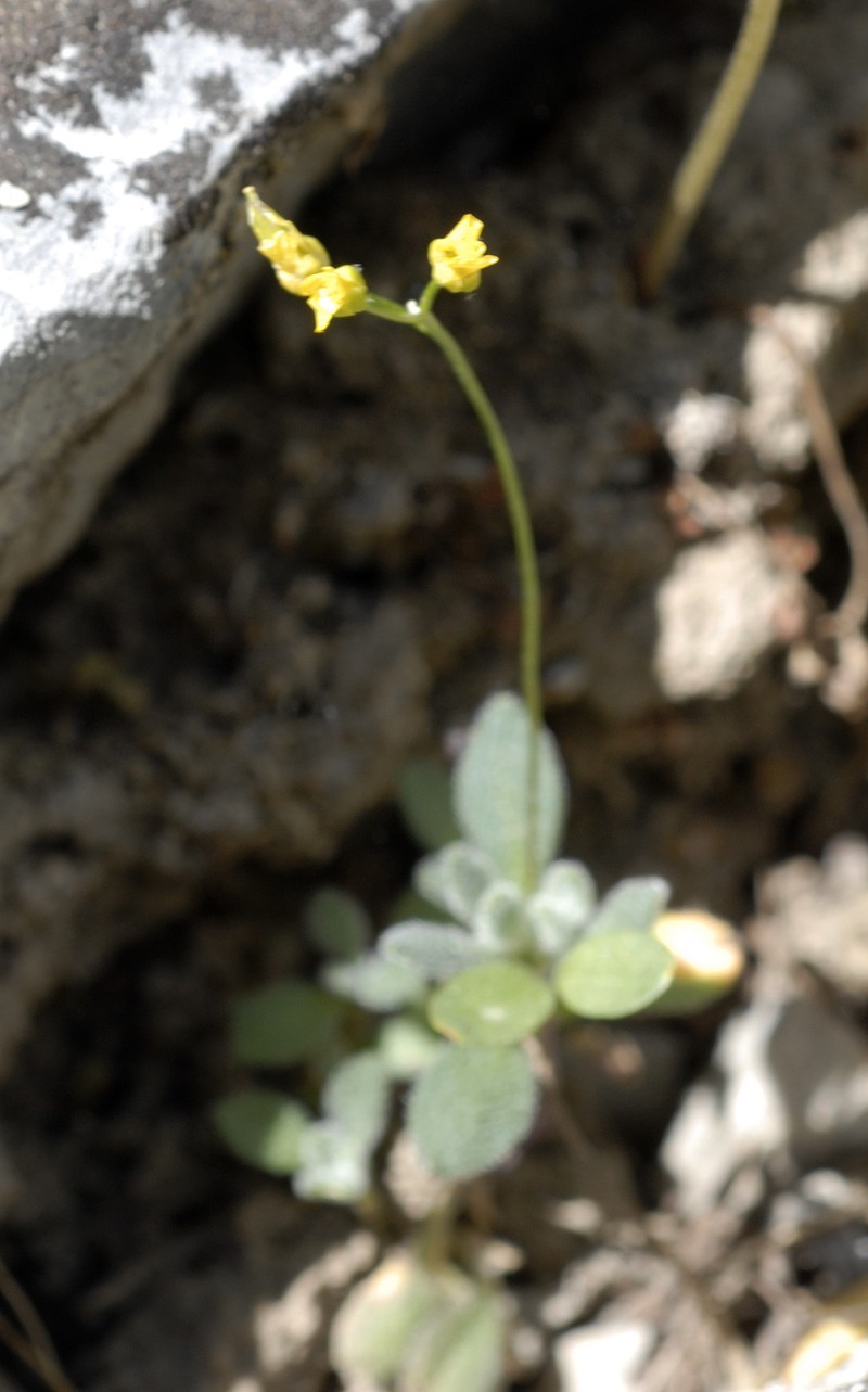 Cusick's Draba photo 5