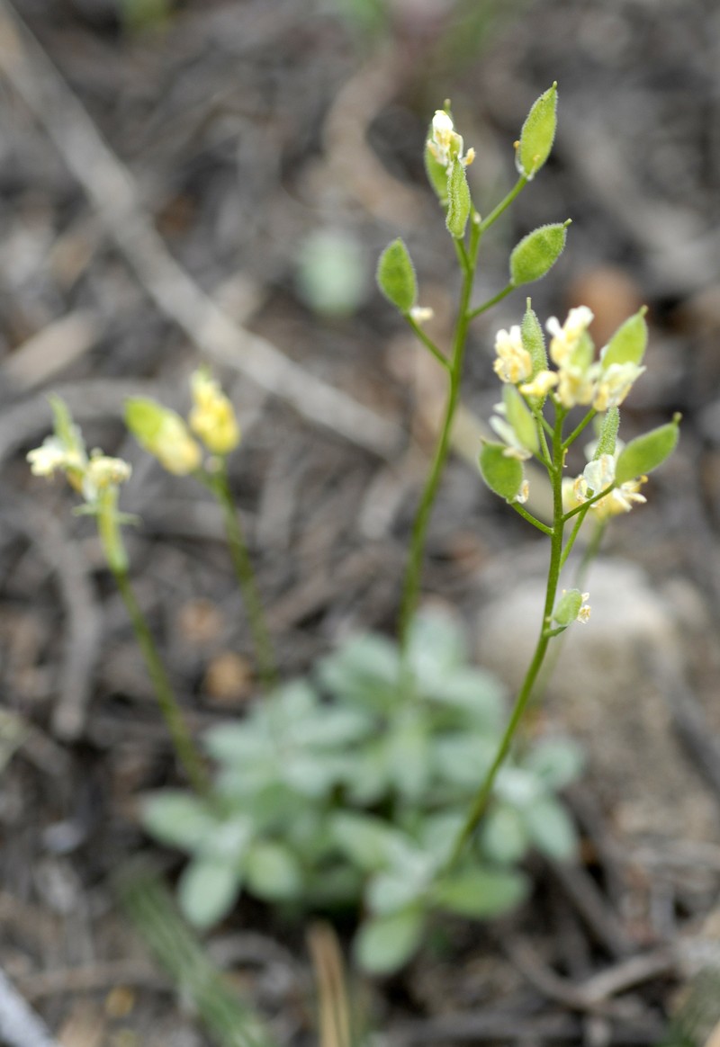 Cusick's Draba photo 6