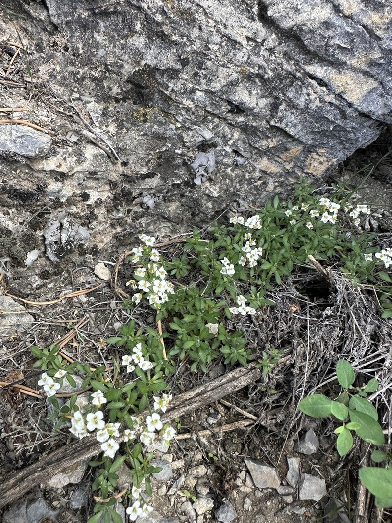Schell Creek Draba