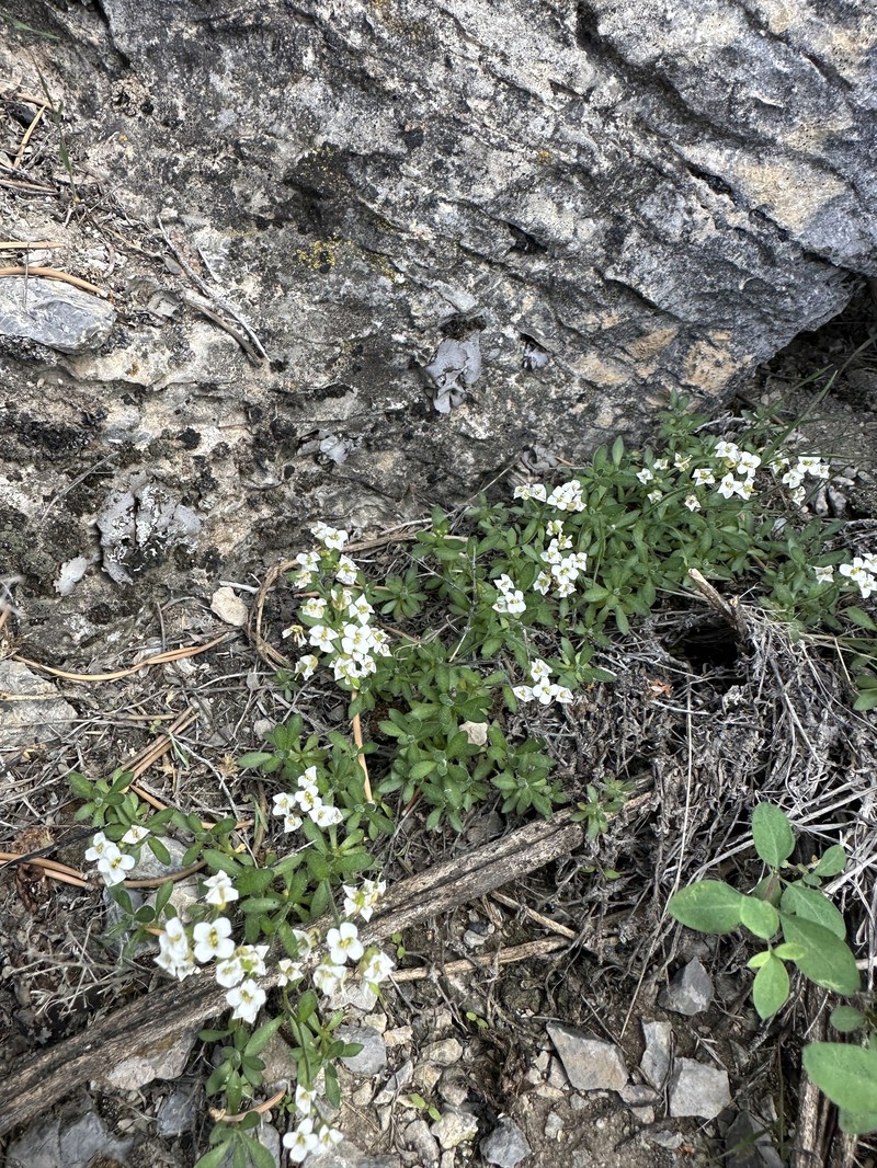 Schell Creek Draba photo 3