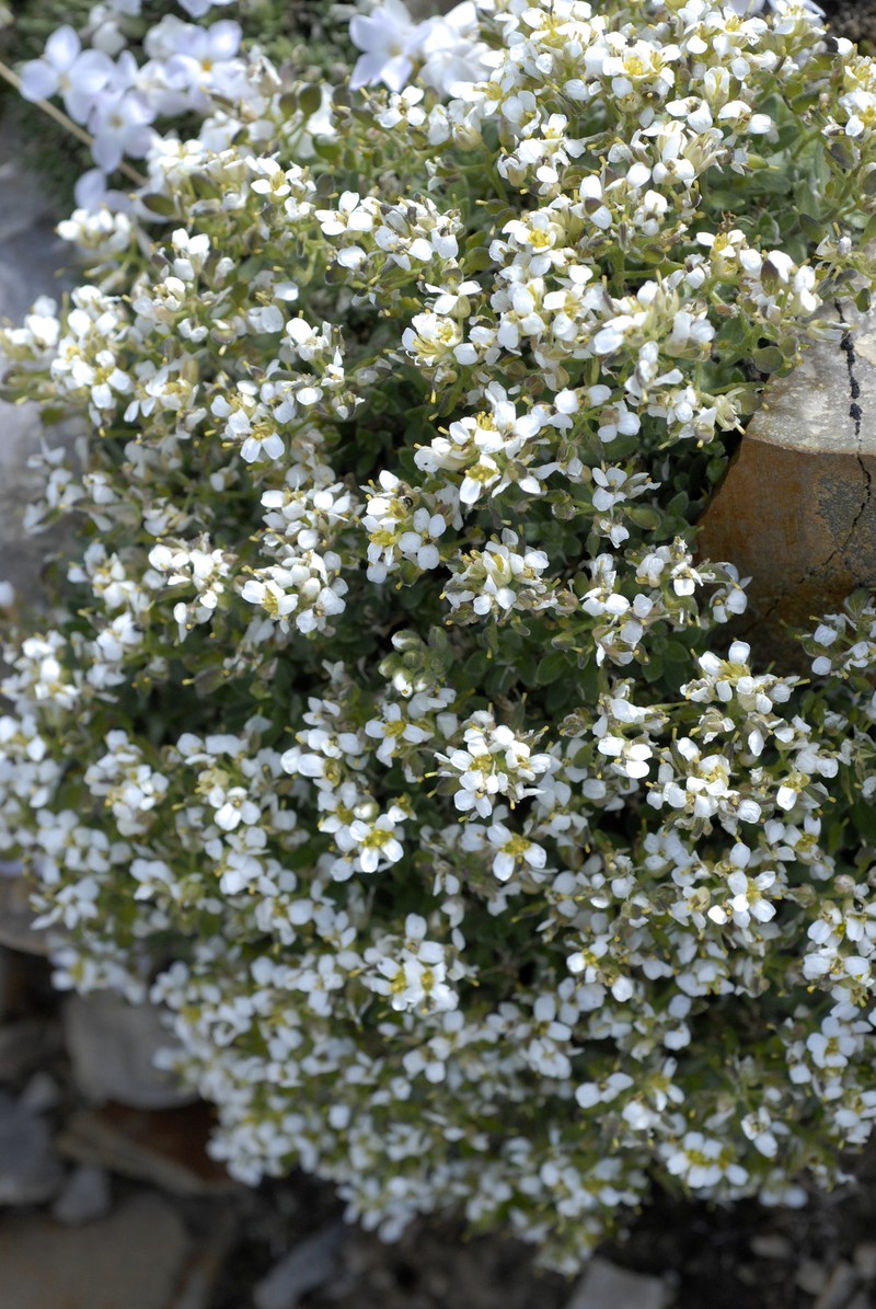 Schell Creek Draba photo 4