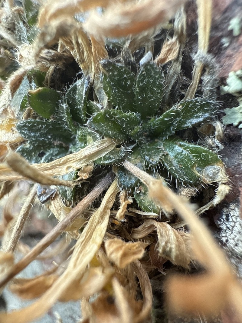 Santa Rita Mountain Draba