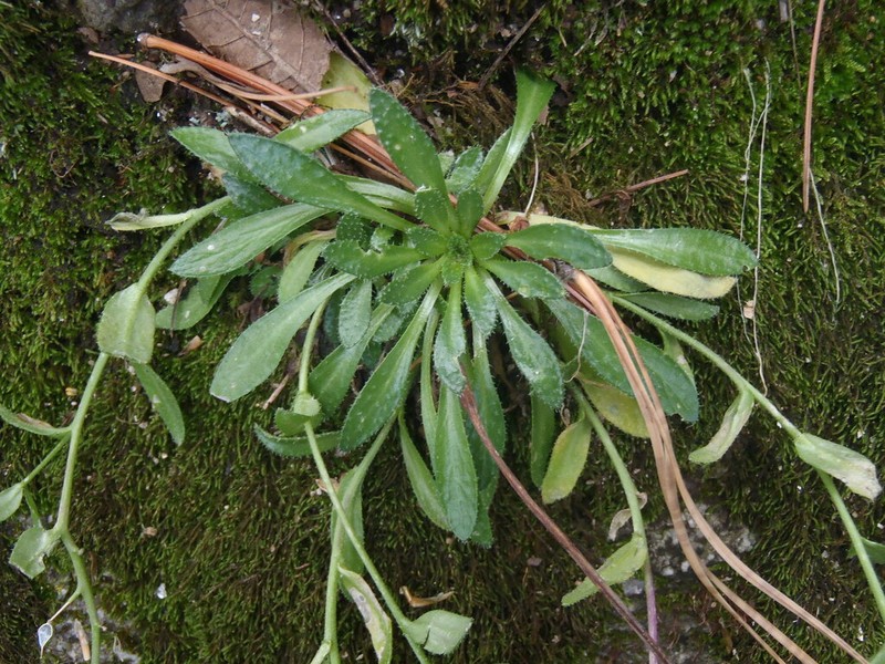 Santa Rita Mountain Draba photo 2