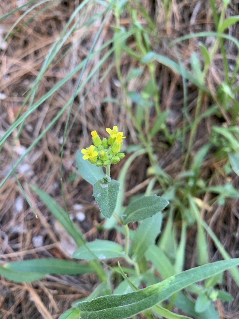 Santa Rita Mountain Draba photo 6