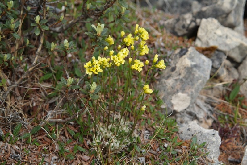 Draba pilosa photo 2