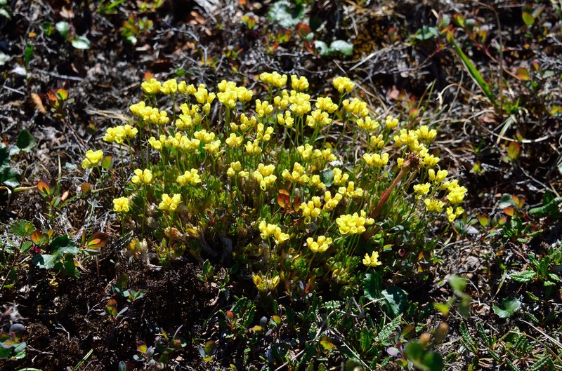 Draba pilosa photo 3
