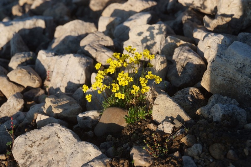 Draba pilosa photo 4