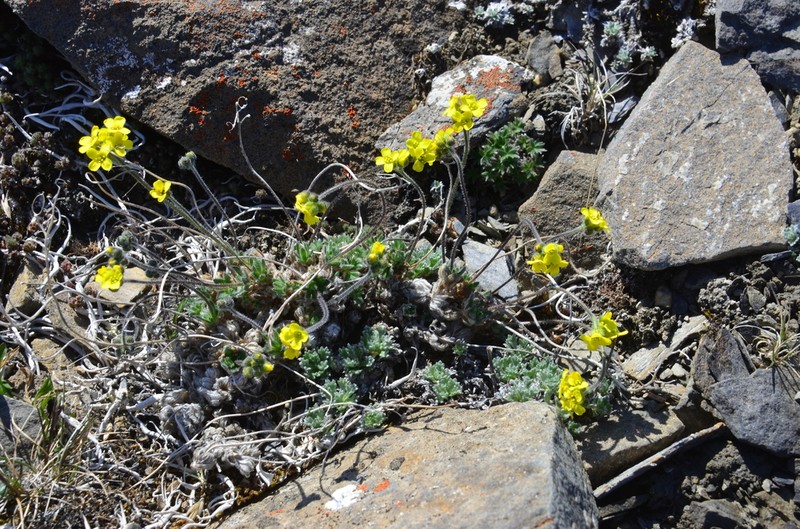Draba pilosa photo 5