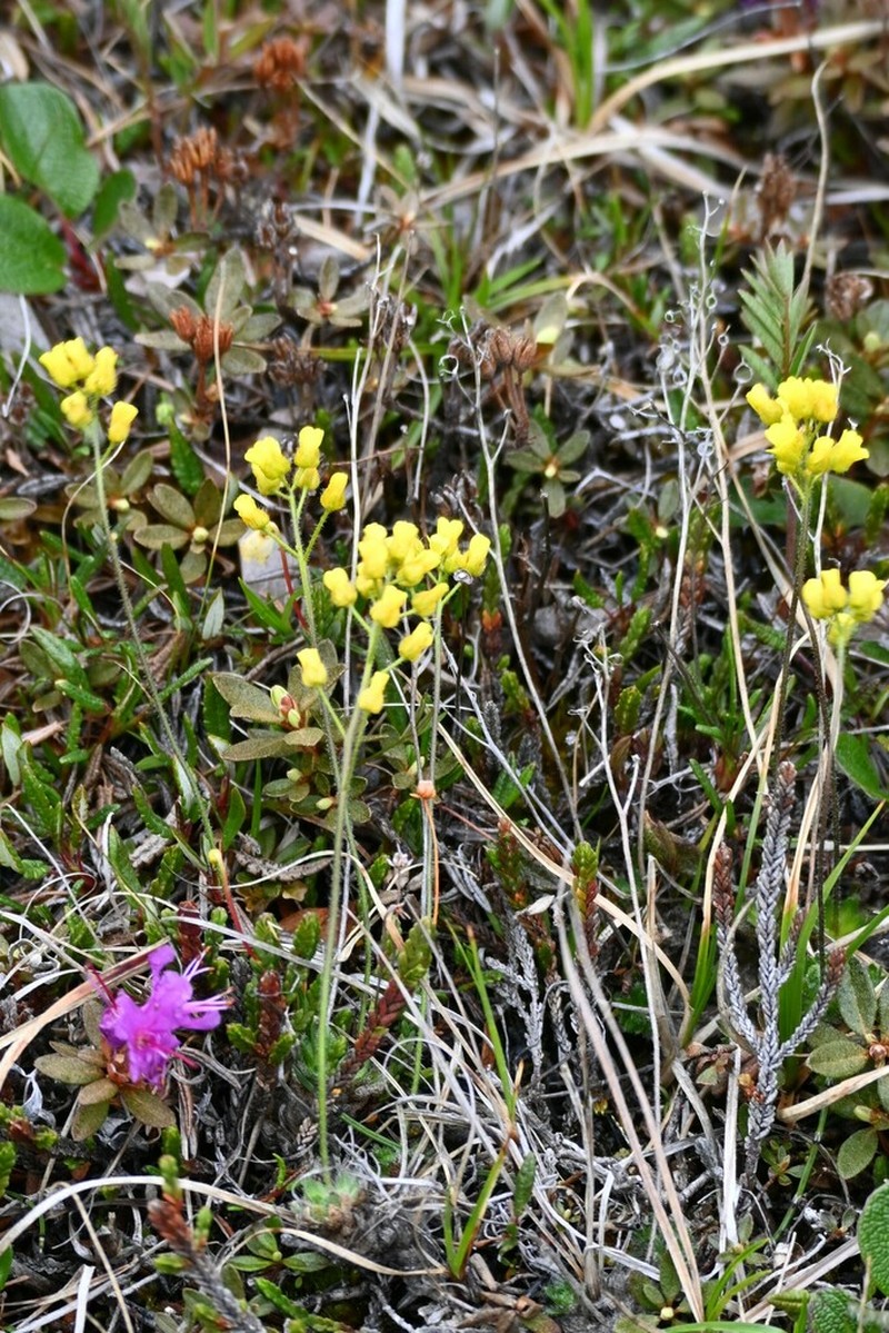 Draba pilosa photo 6