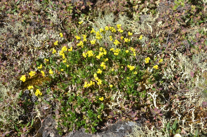 Draba pilosa photo 7