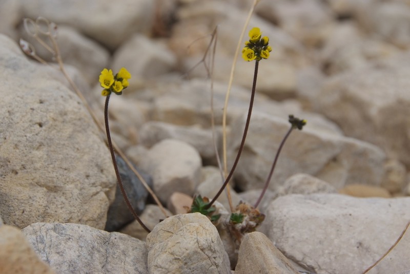 Draba pilosa photo 8