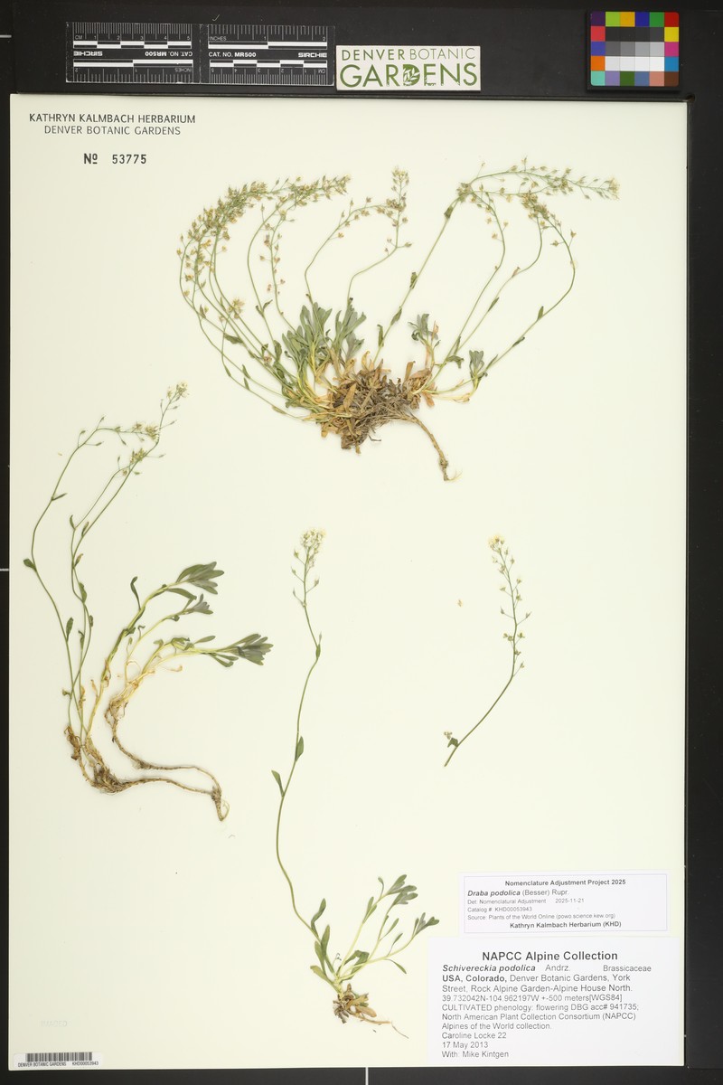Draba podolica photo 2