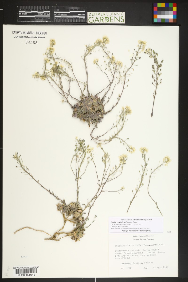 Draba podolica photo 3
