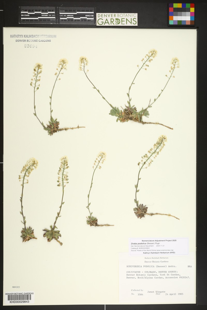 Draba podolica photo 4