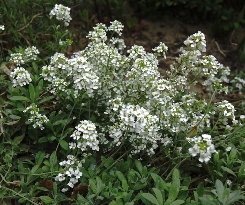 Draba podolica
