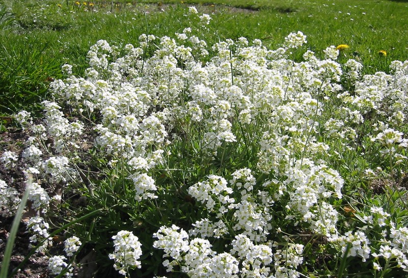 Draba podolica photo 5