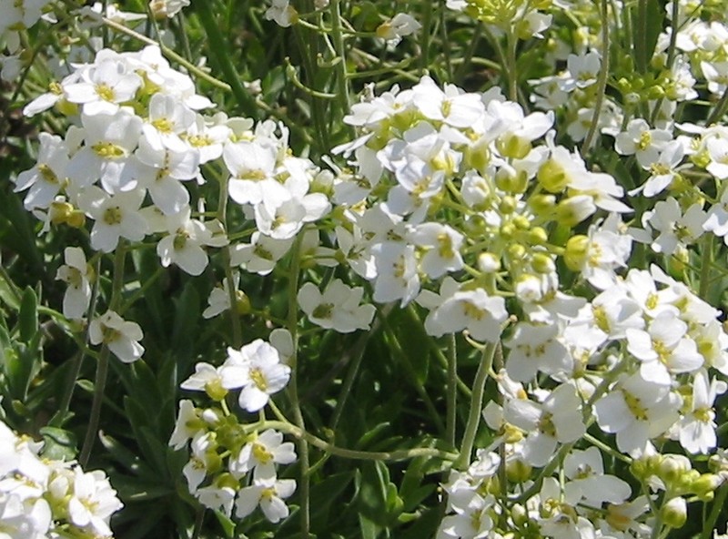 Draba podolica photo 6