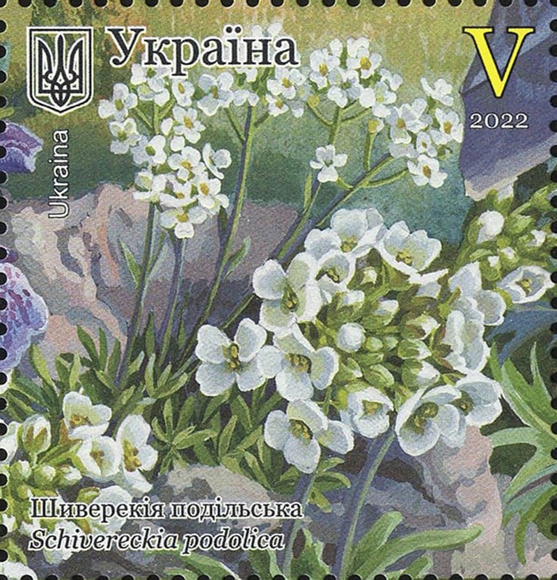Draba podolica photo 8