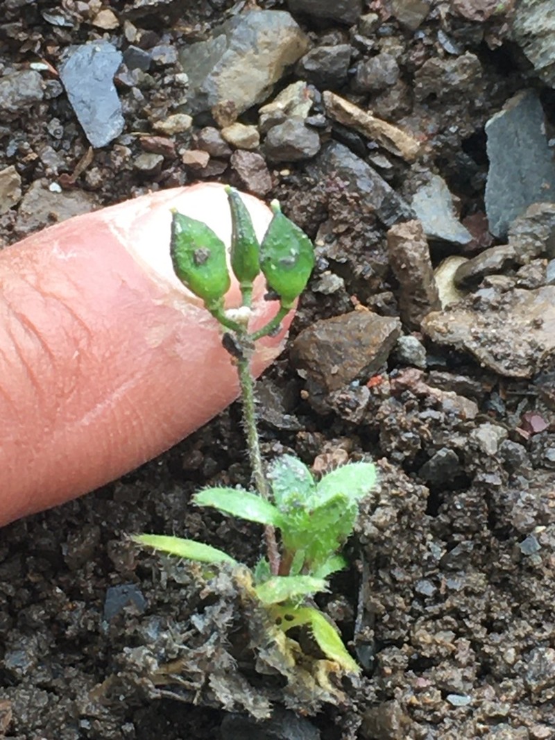 Porsild's Draba