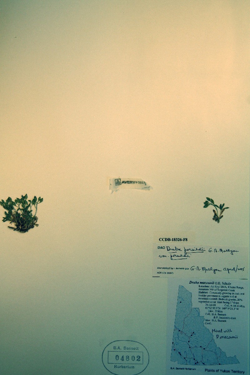 Porsild's Draba photo 3
