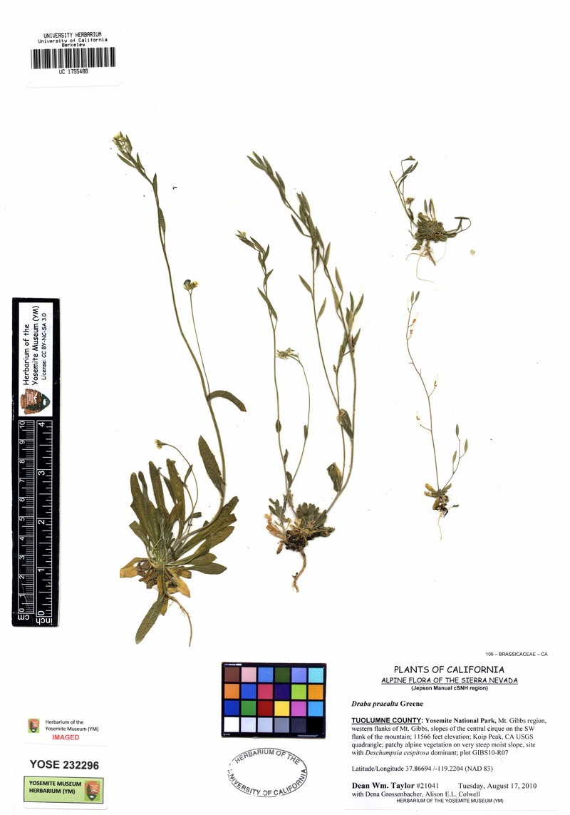 Tall Draba