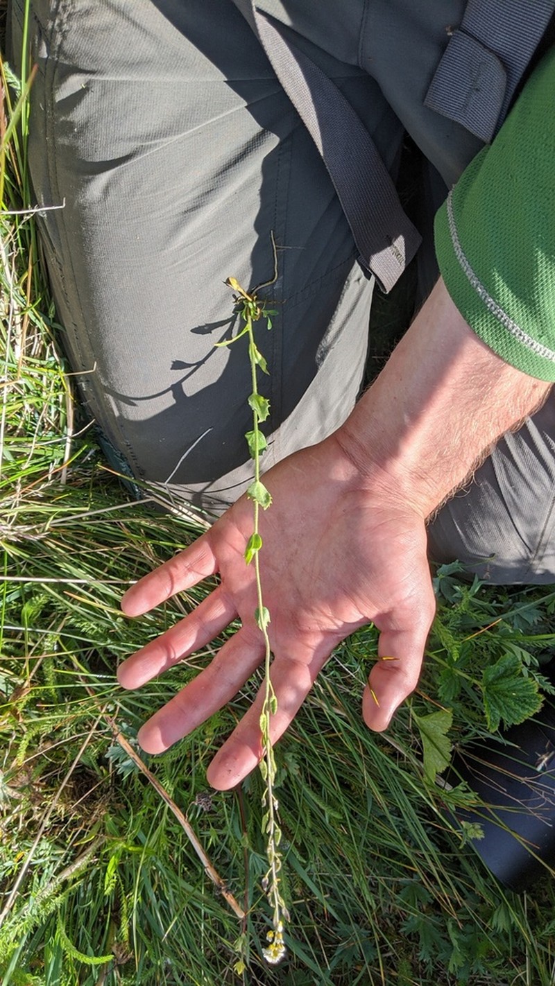 Tall Draba