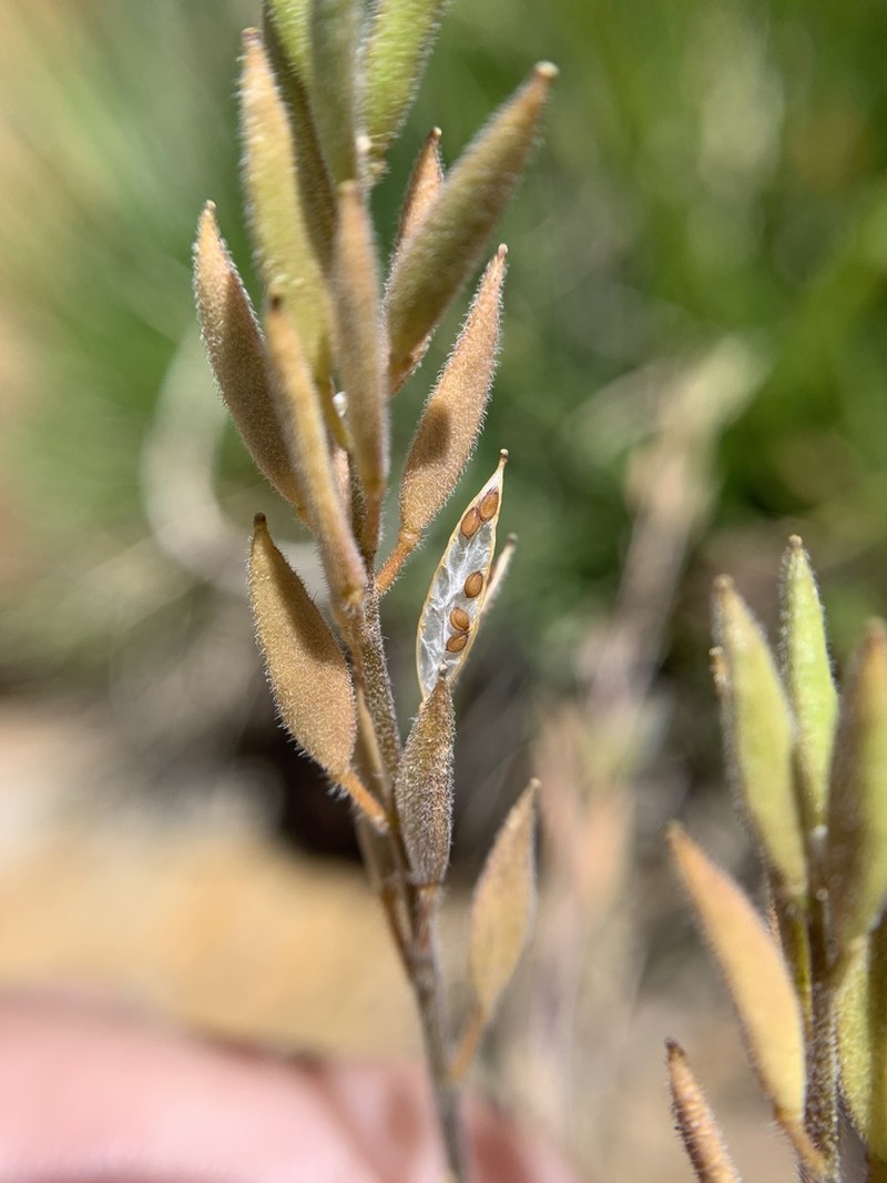 Tall Draba photo 2